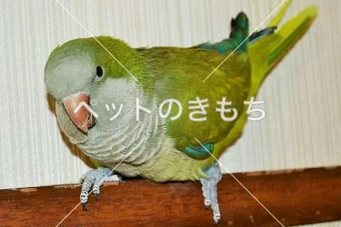 迷子鳥の画像
