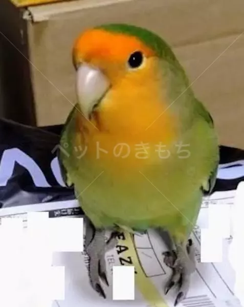 迷子鳥の画像