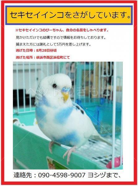 迷子鳥の画像