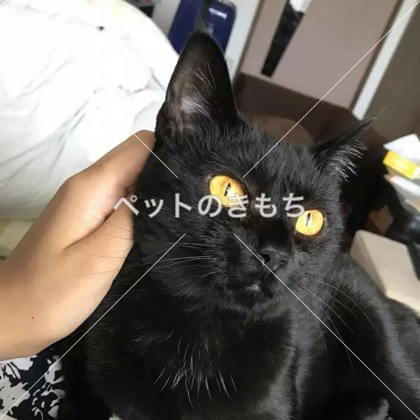 迷子猫の画像