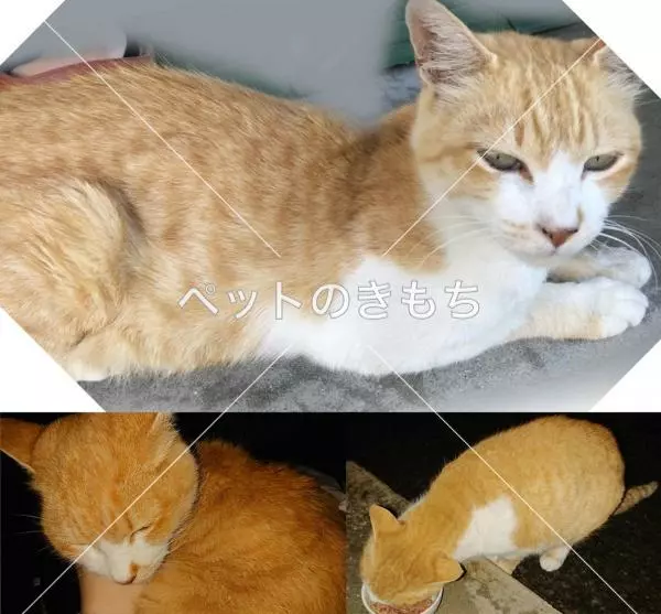 迷子猫の画像