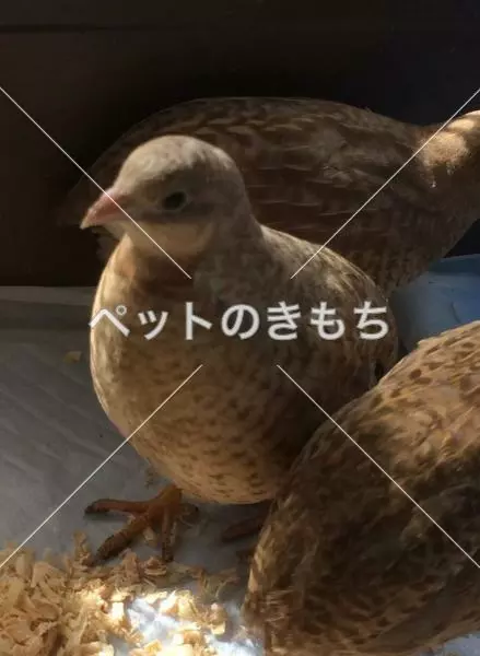 迷子鳥の画像