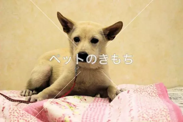 迷子犬の画像