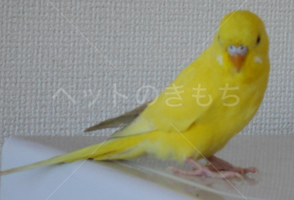 保護鳥の画像