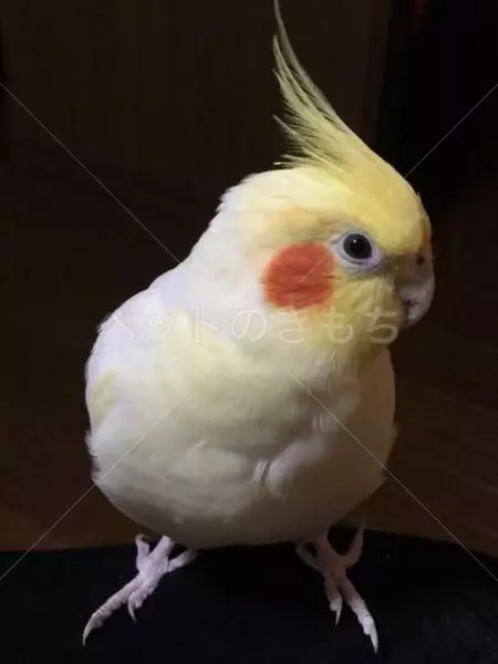迷子鳥の画像