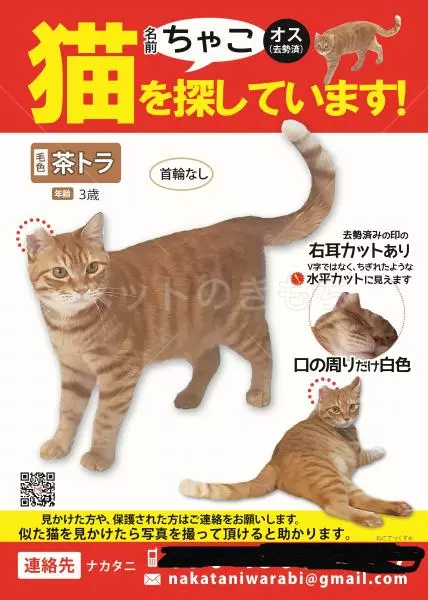 迷子猫の画像