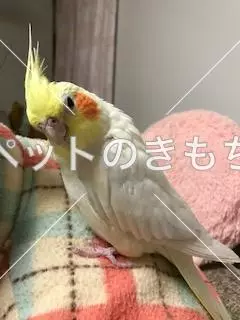 迷子鳥の画像
