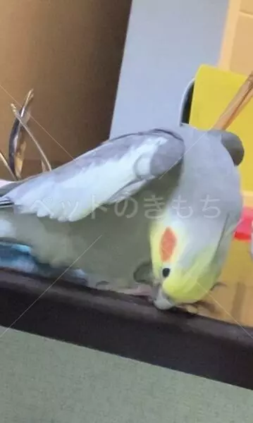 迷子鳥の画像