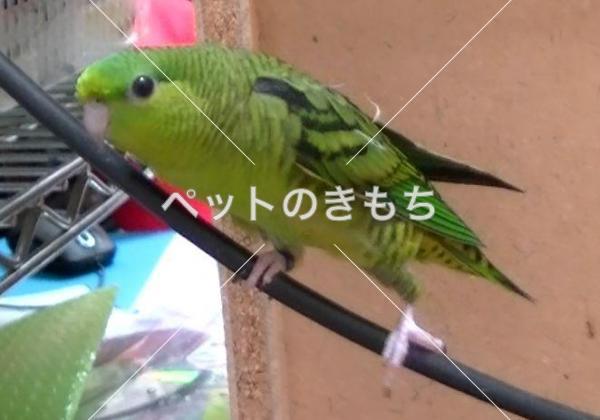 迷子鳥の画像