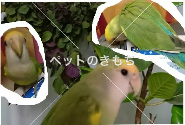 迷子鳥の画像