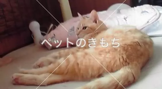 迷子猫の画像