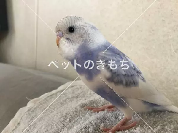 迷子鳥の画像