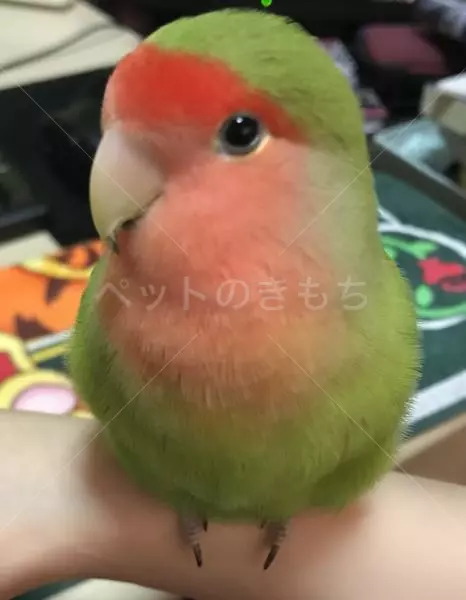 迷子鳥の画像