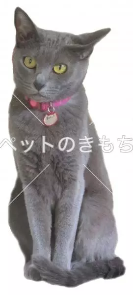 迷子猫の画像