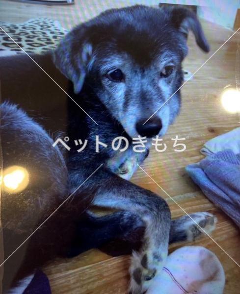 沖縄県で犬が迷子になりました 犬種 雑種 投稿no 110