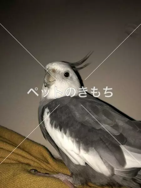 迷子鳥の画像