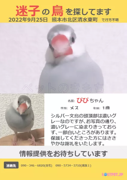迷子鳥の画像