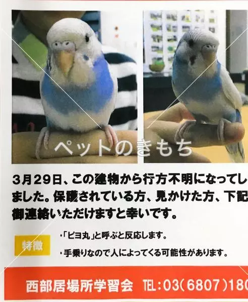 迷子鳥の画像