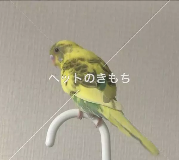 迷子鳥の画像