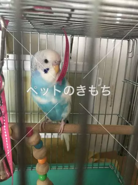 迷子鳥の画像