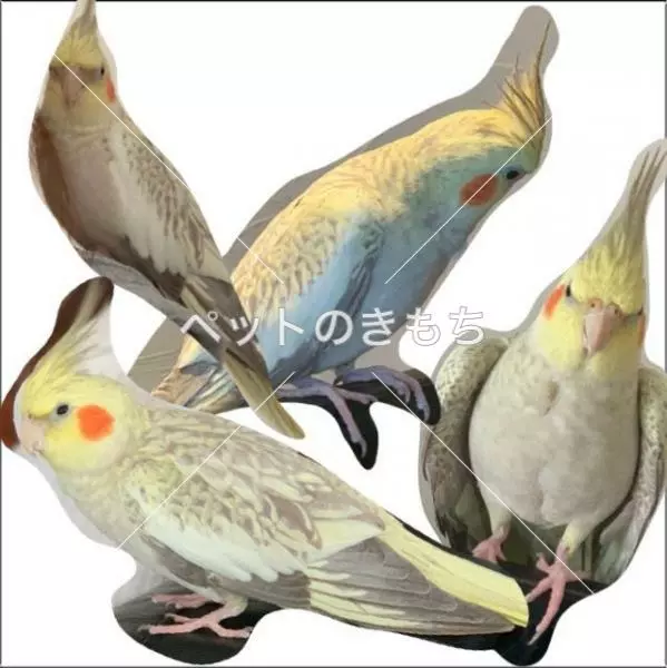 迷子鳥の画像