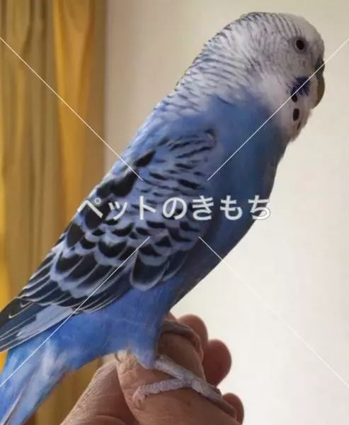 迷子鳥の画像