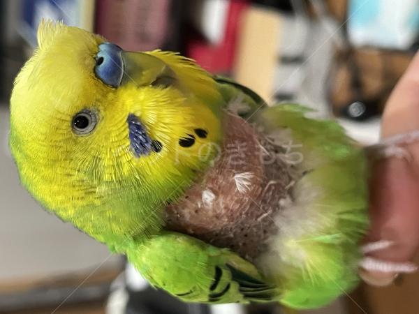 迷子鳥の画像