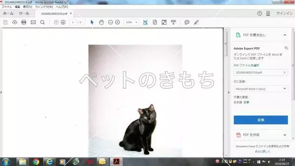 迷子猫の画像