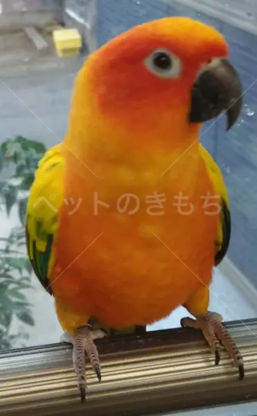 迷子鳥の画像