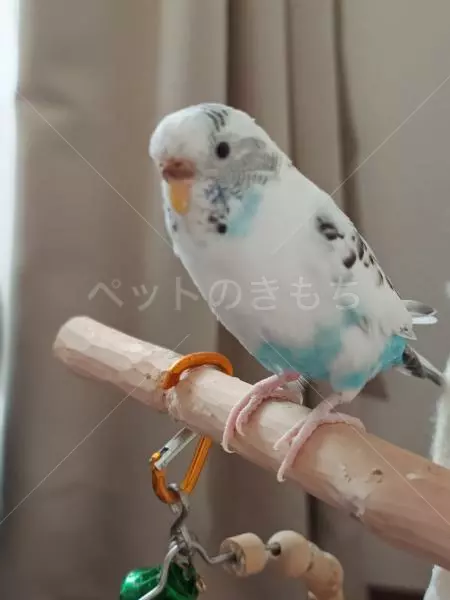 迷子鳥の画像