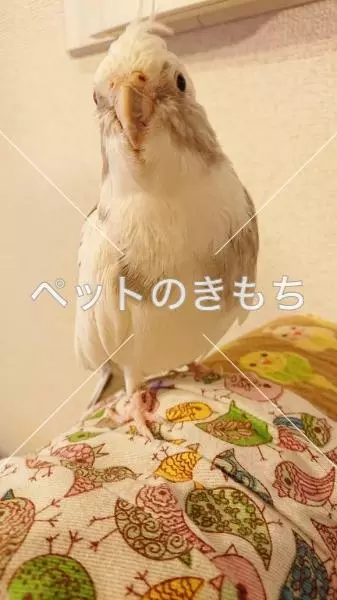 迷子鳥の画像