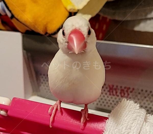 迷子鳥の画像