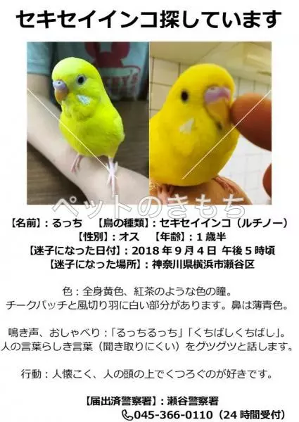 コメント投稿の画像