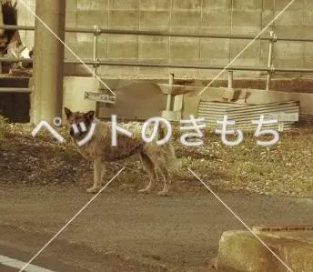 コメント投稿の画像