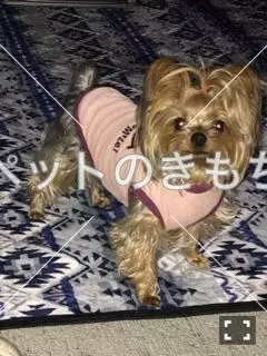 迷子犬の画像