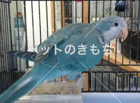 迷子鳥の画像