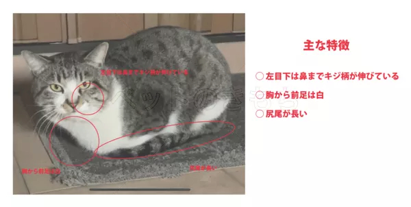 迷子猫の画像