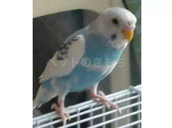 迷子鳥の画像