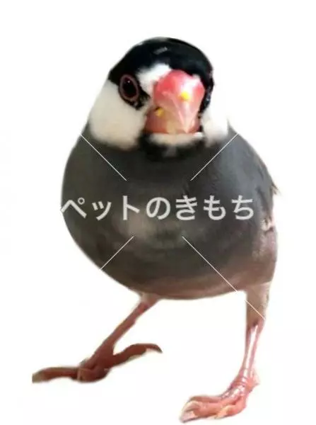 迷子鳥の画像