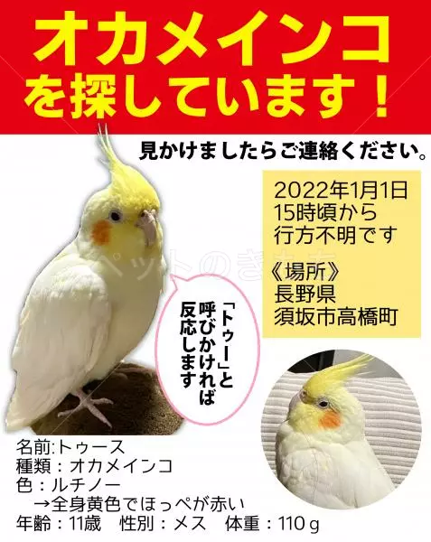 迷子鳥の画像