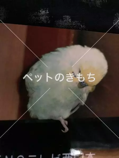 迷子鳥の画像
