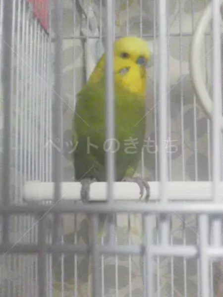 保護鳥の画像