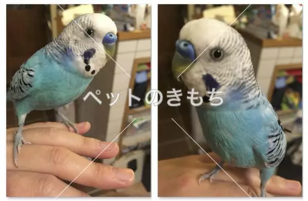 迷子鳥の画像