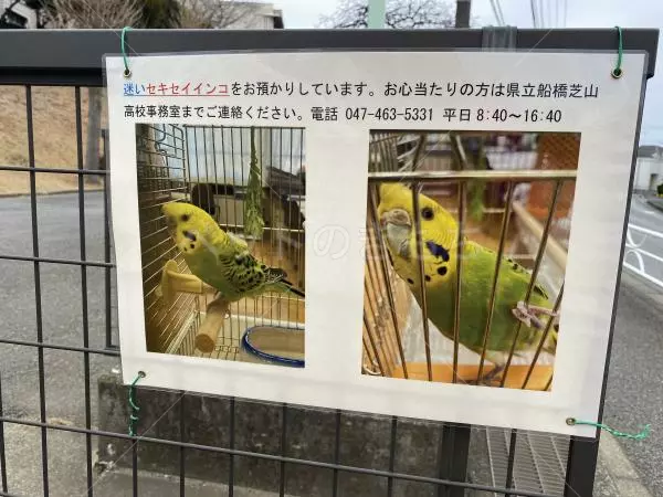 コメントの画像