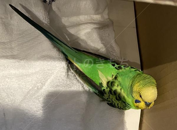 保護鳥の画像