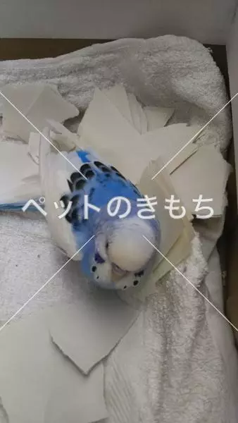 保護鳥の画像