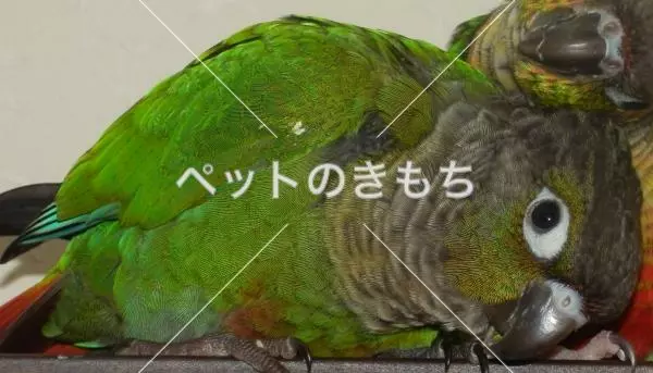 迷子鳥の画像