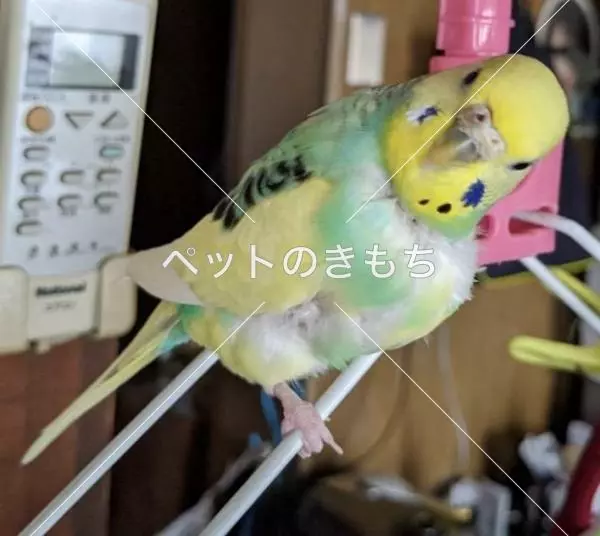 迷子鳥の画像