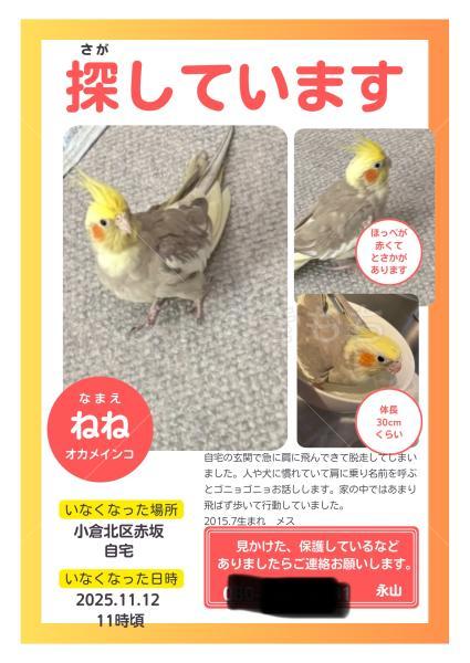 迷子鳥の画像