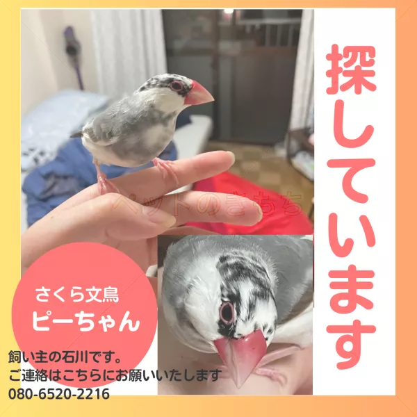 迷子鳥の画像